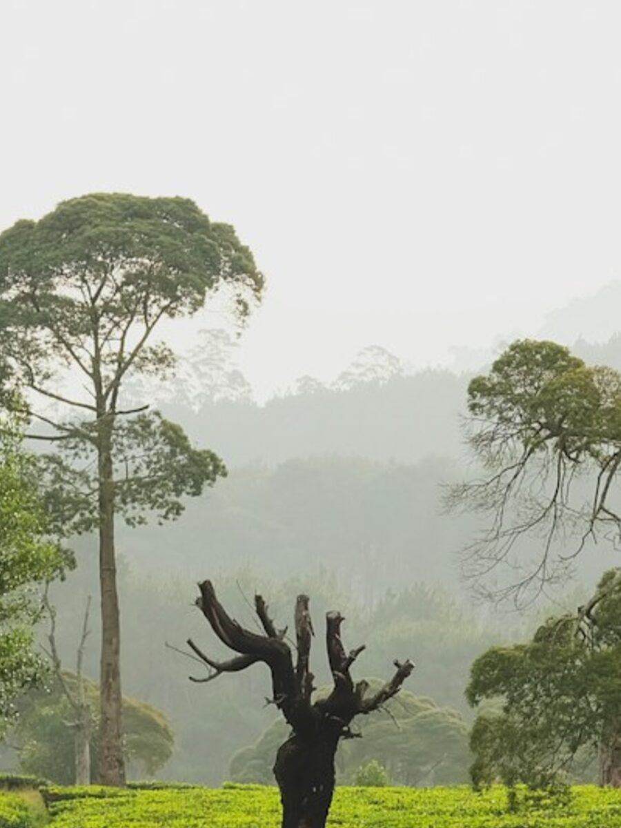 Tea plantations and volcanic highlands near Bandung, West Java