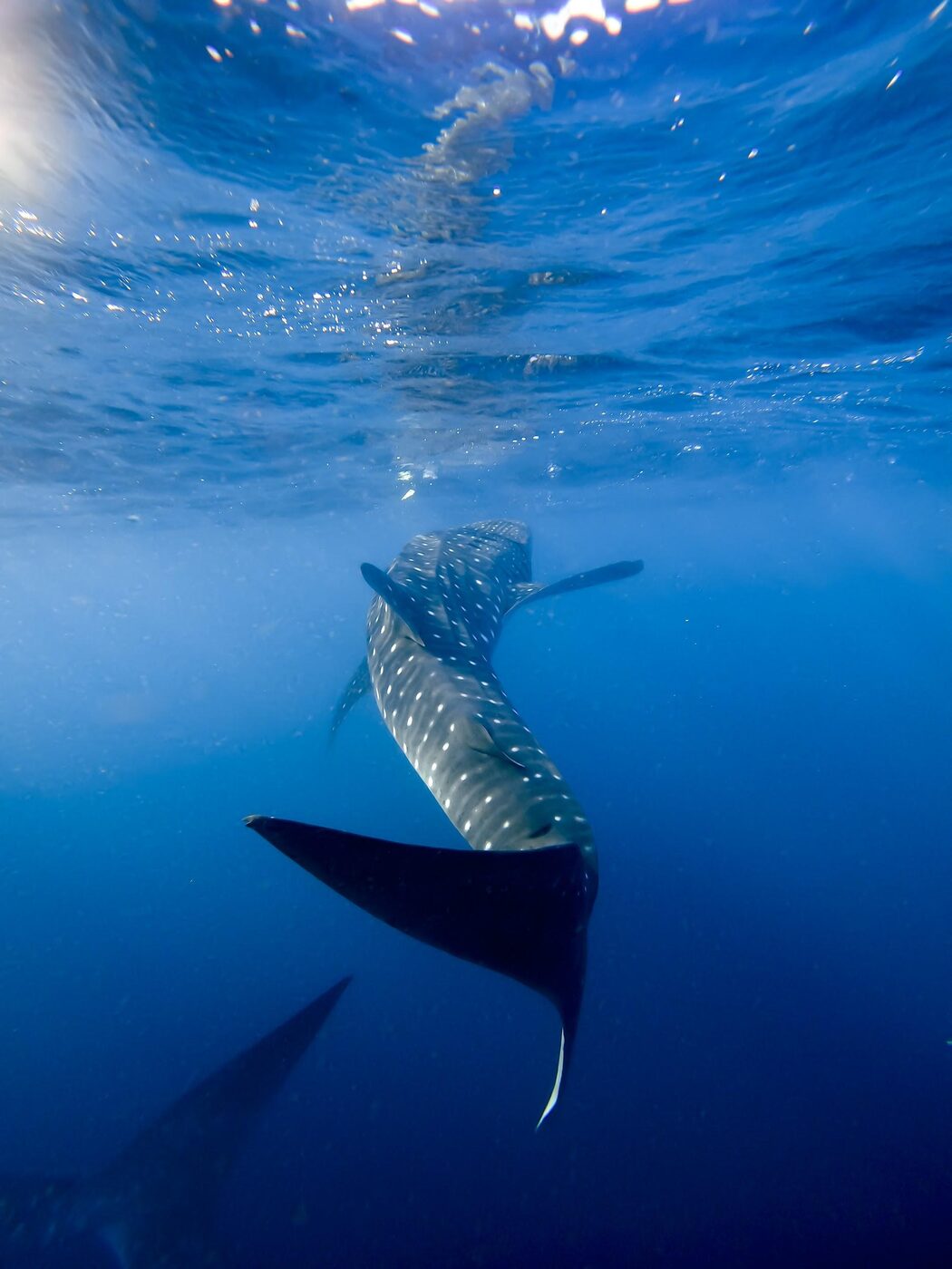 Whale shark gliding beneath a freediver in Saleh Bay