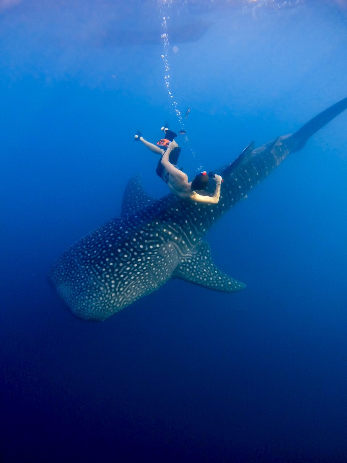 Freediver swimming beside a giant whale shark in Saleh Bay, Sumbawa