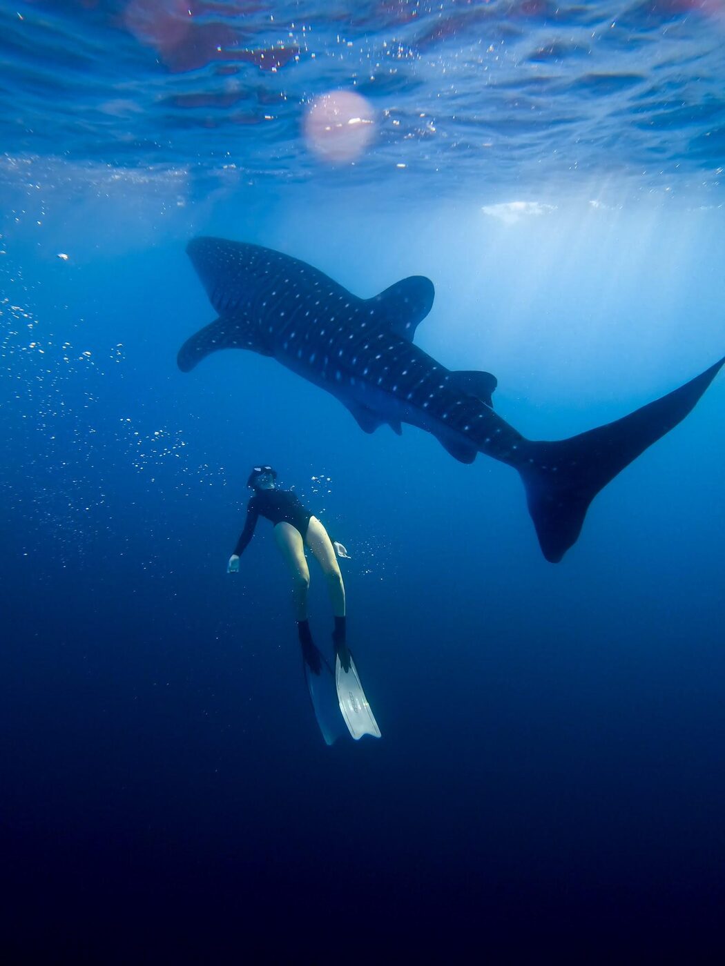 Whale shark silhouette against morning sun rays